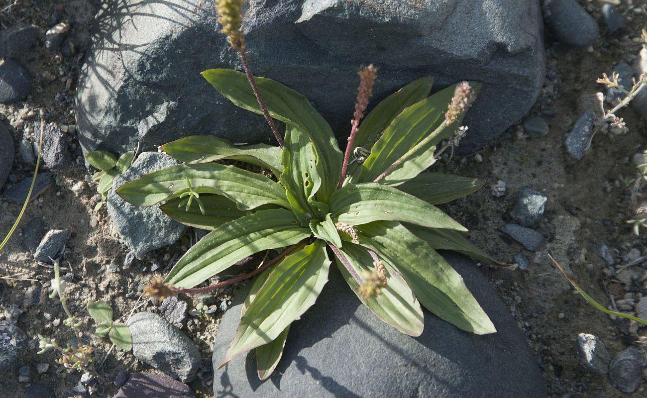 Image of Plantago depressa specimen.