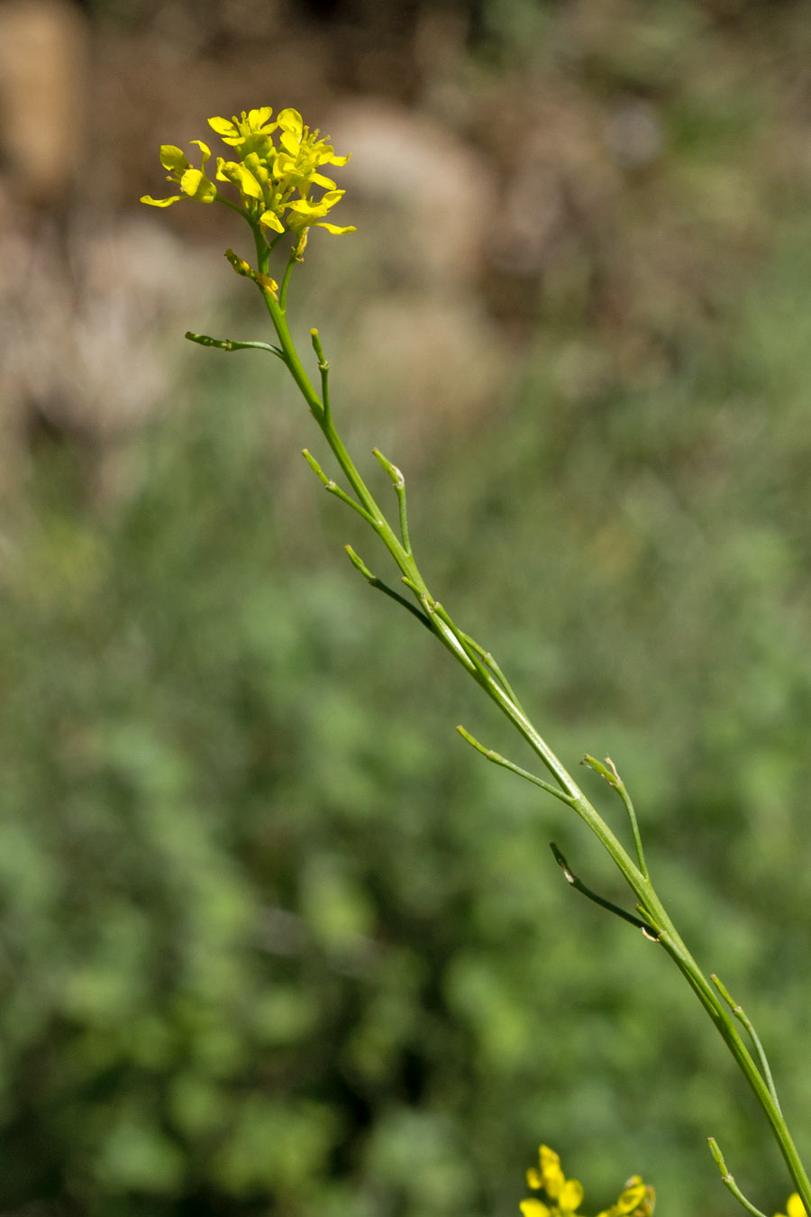 Image of genus Rapistrum specimen.