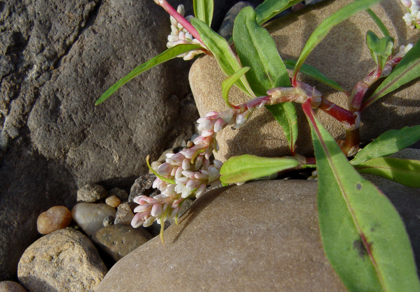 Image of Persicaria lapathifolia specimen.