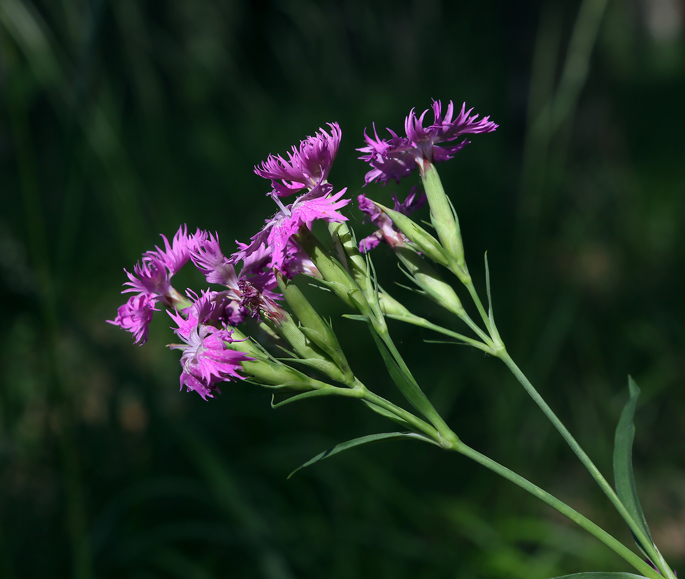 Изображение особи Dianthus &times; courtoisii.