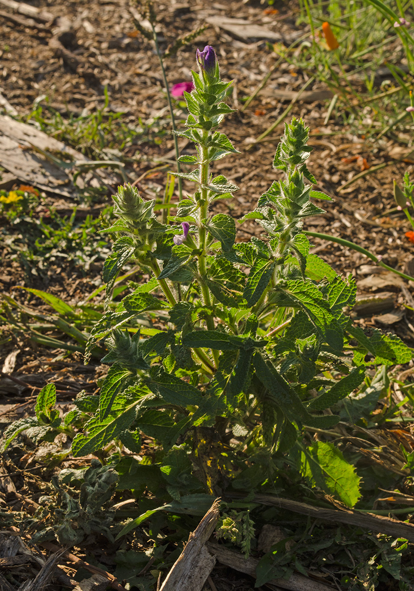 Image of Salvia viridis specimen.