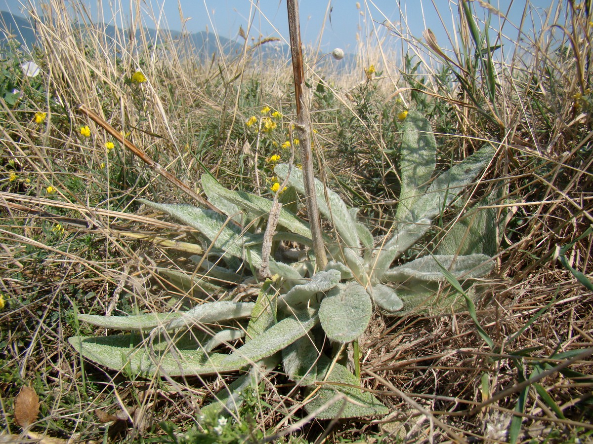 Изображение особи Stachys velata.