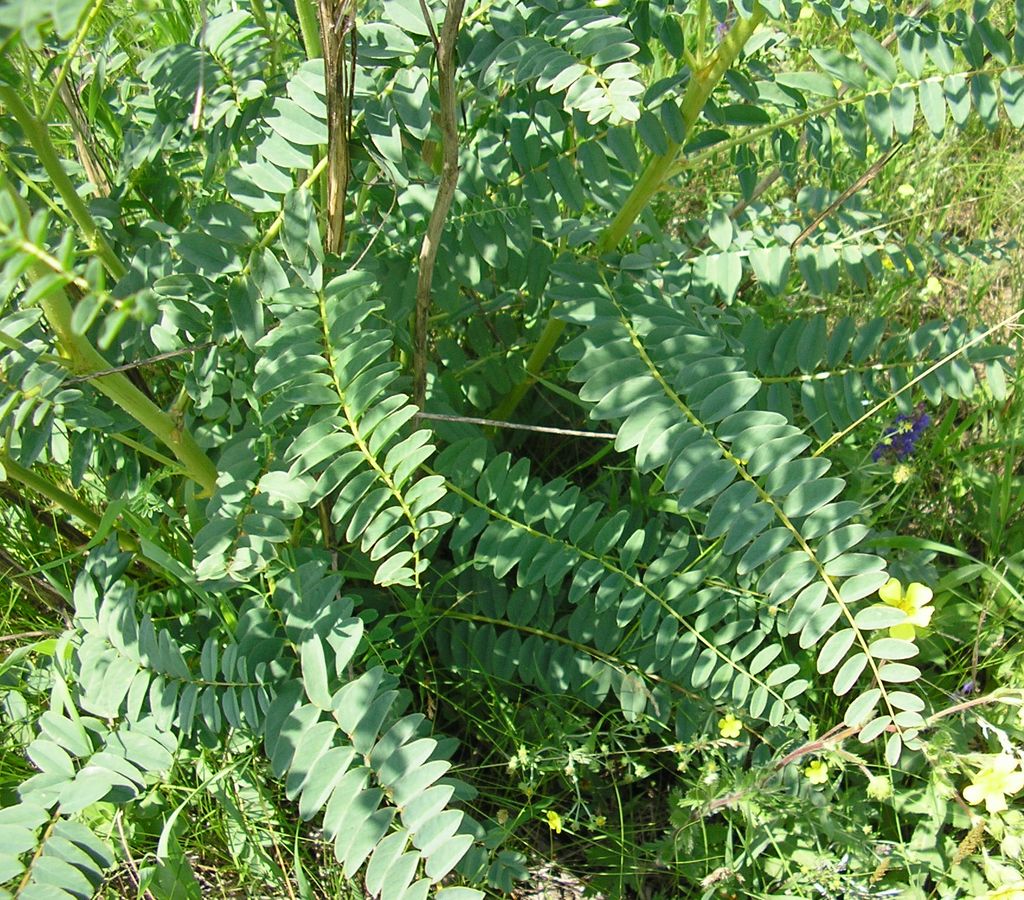 Image of Astragalus ponticus specimen.