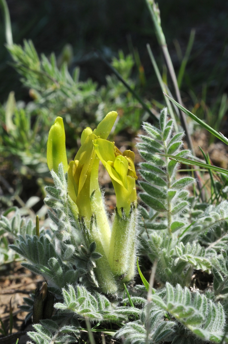 Изображение особи Astragalus xipholobus.