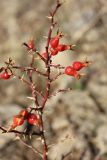 Rosa nanothamnus