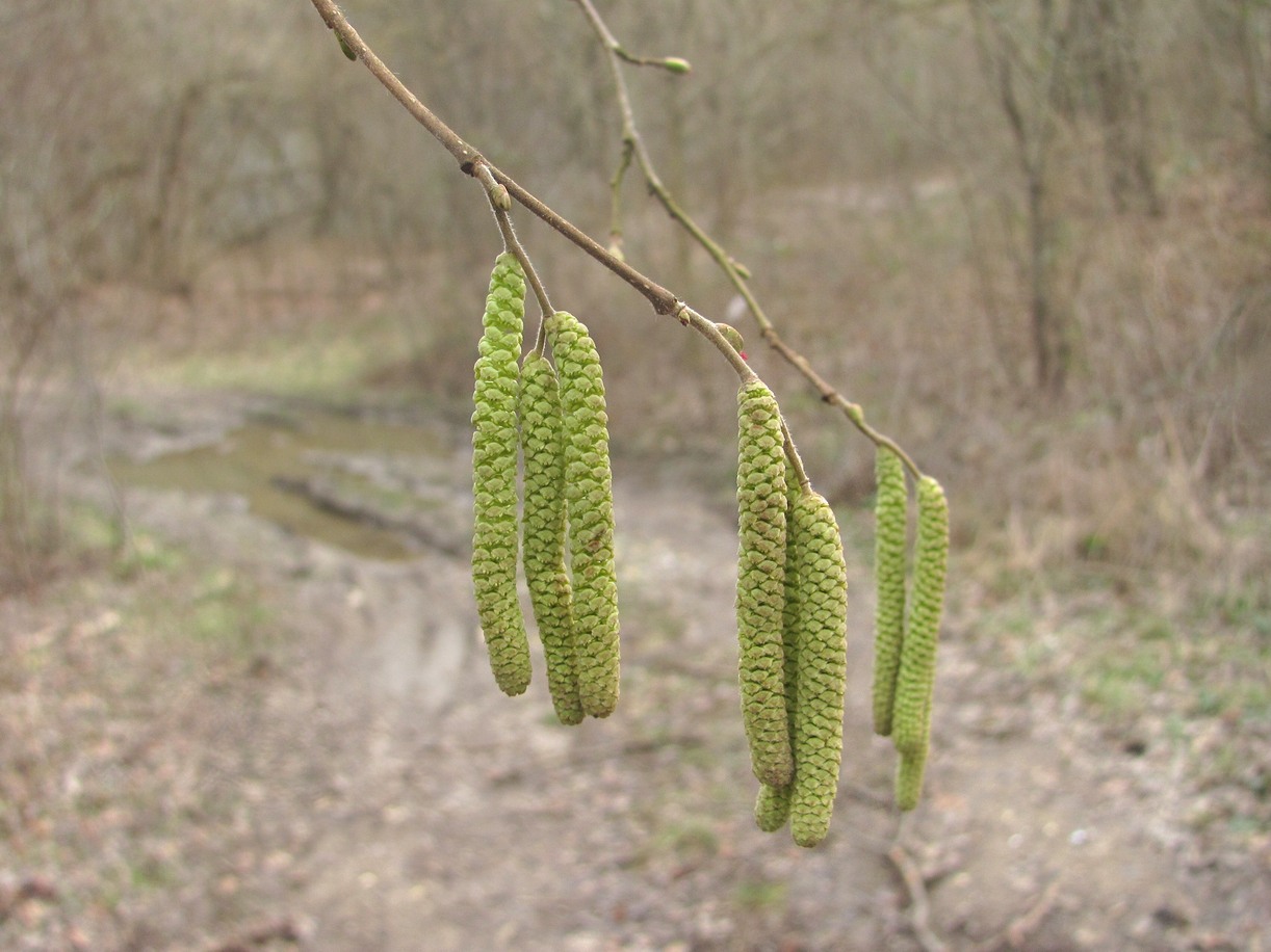 Изображение особи Corylus avellana.