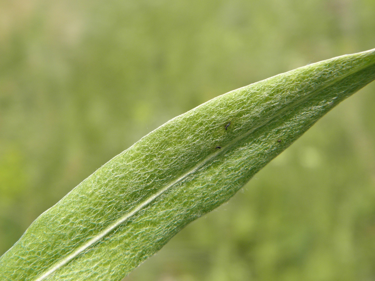 Image of Centaurea tanaitica specimen.