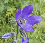 Campanula collina. Цветок с кормящимися долгоносиками. Краснодарский край, Апшеронский р-н, гора Черногор, ≈ 1700 м н.у.м., субальпийский луг на карсте. 06.07.2019.