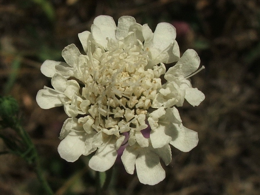 Изображение особи Scabiosa praemontana.