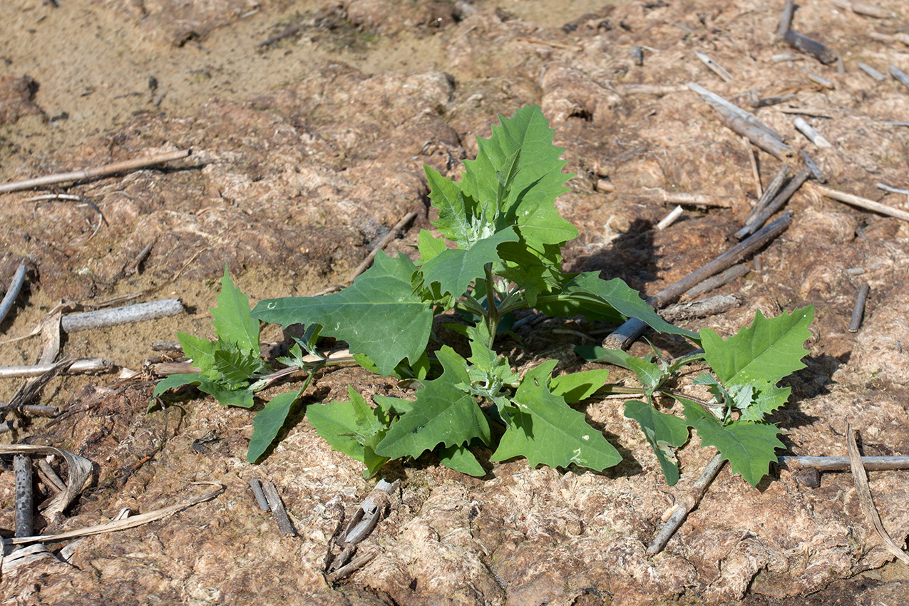 Image of genus Atriplex specimen.