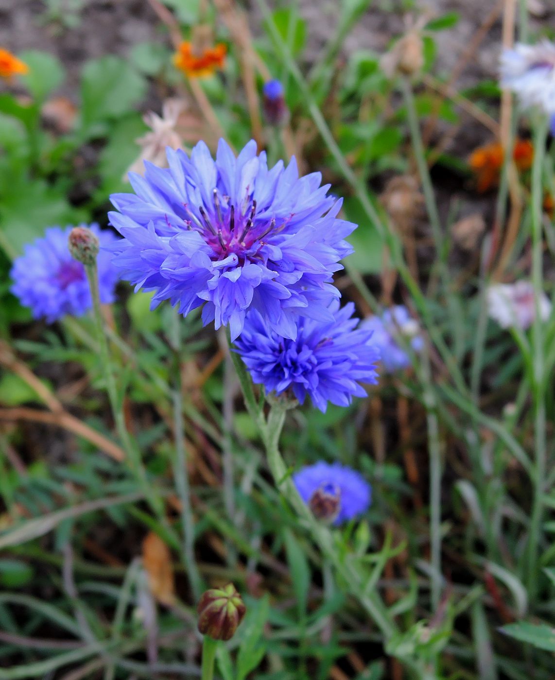 Image of Centaurea cyanus specimen.