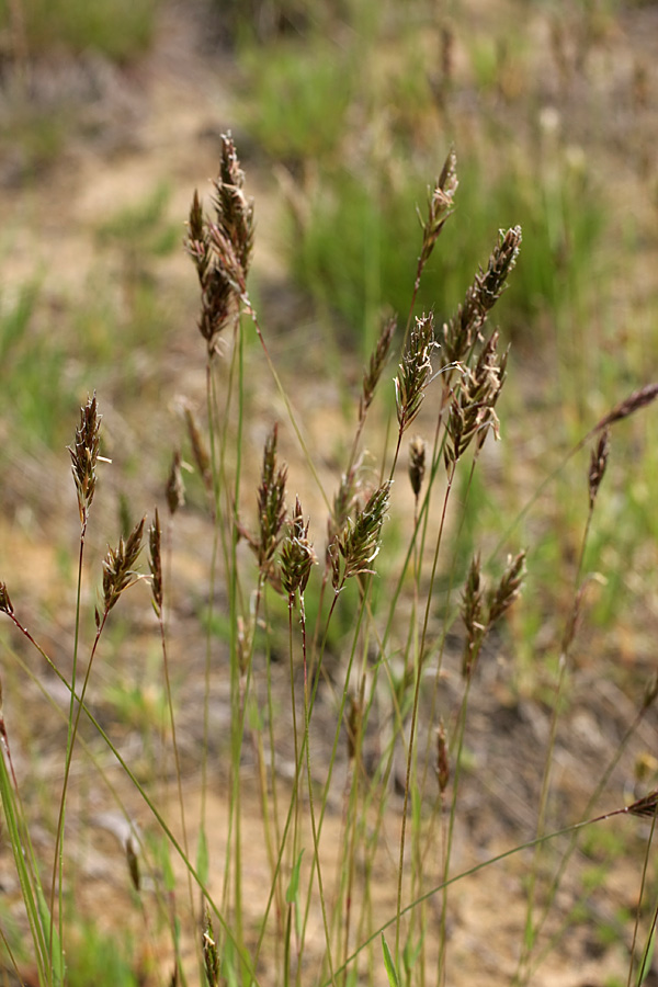 Image of Anthoxanthum odoratum specimen.