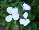 Hesperis sibirica