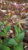 Salvia verticillata. Верхушка цветущего растения. Башкортостан, Бурзянский р-н. 09.08.2010.