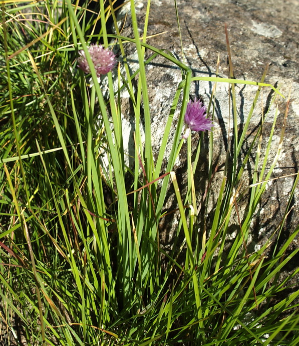 Изображение особи Allium schoenoprasum.