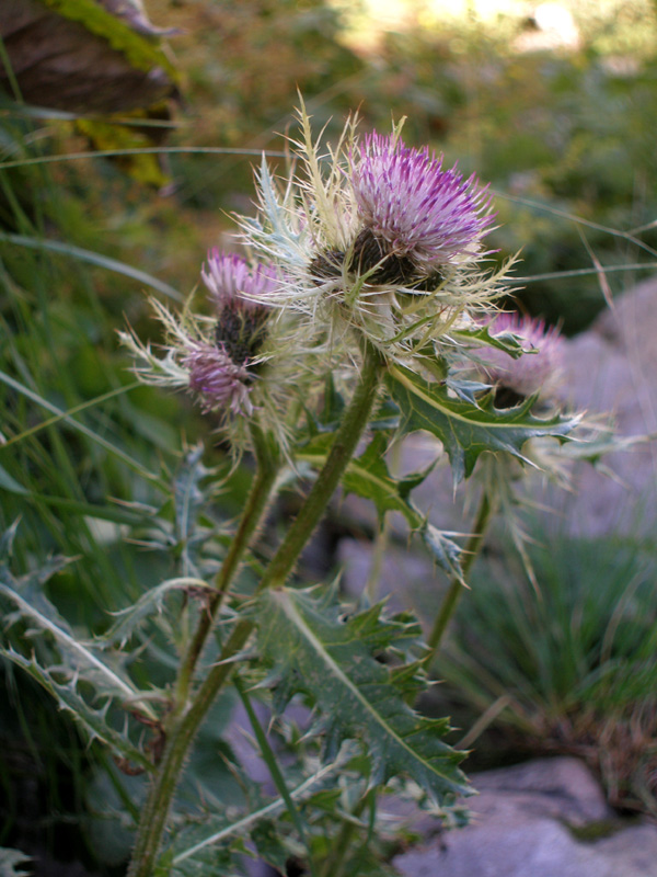 Image of Cirsium obvallatum specimen.