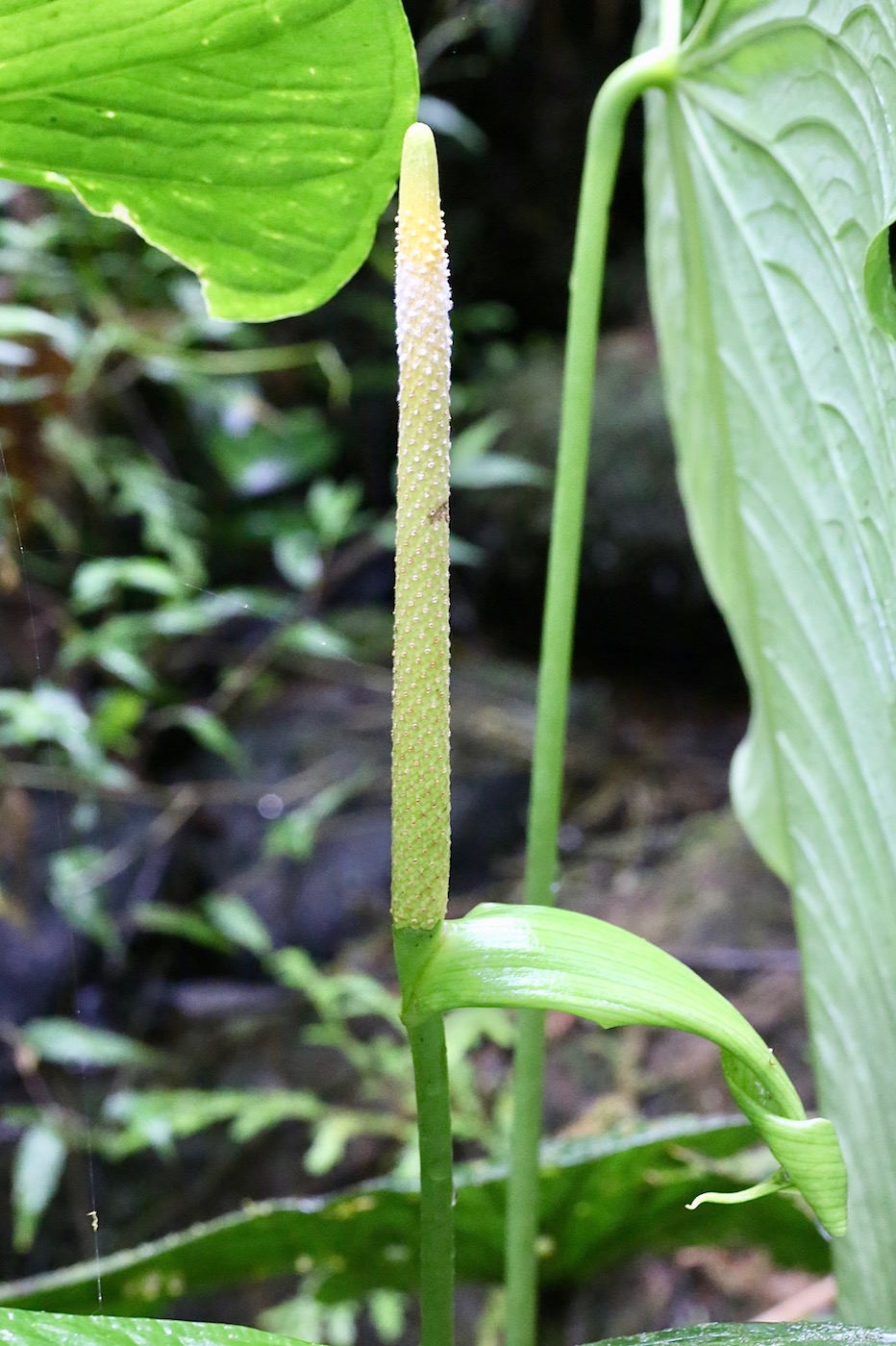 Image of Anthurium versicolor specimen.