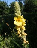 Verbascum ovalifolium