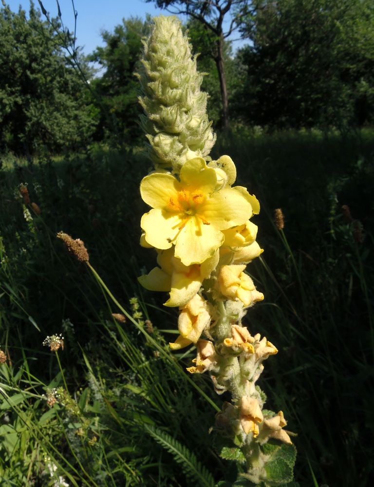 Image of Verbascum ovalifolium specimen.