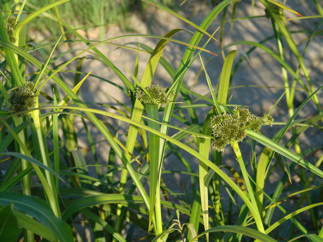 Изображение особи Scirpus radicans.