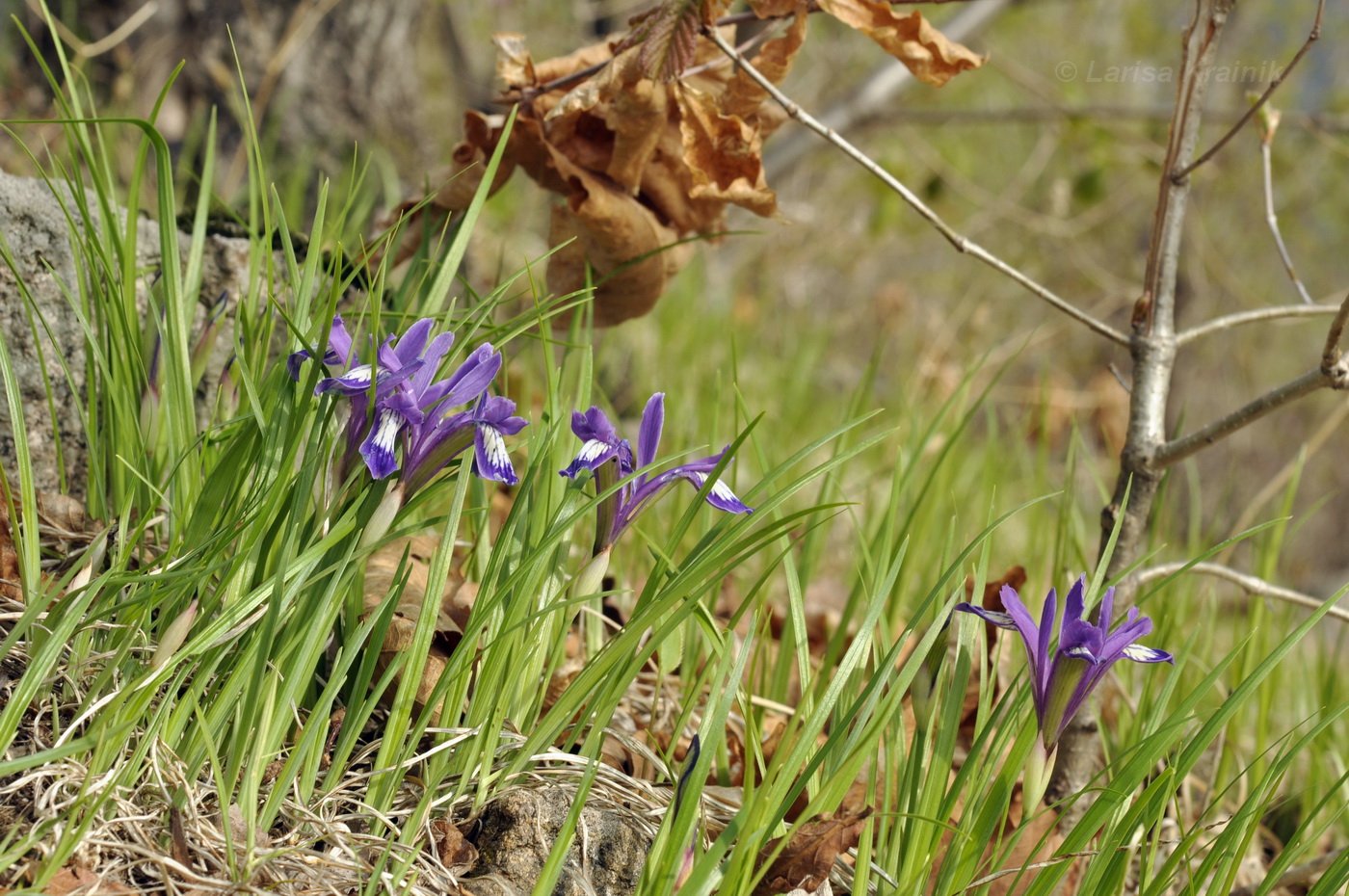 Изображение особи Iris uniflora.