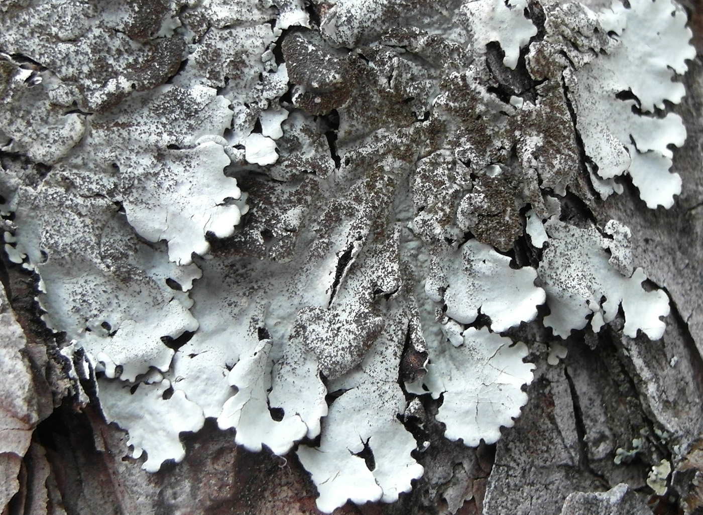 Image of Parmelina tiliacea specimen.