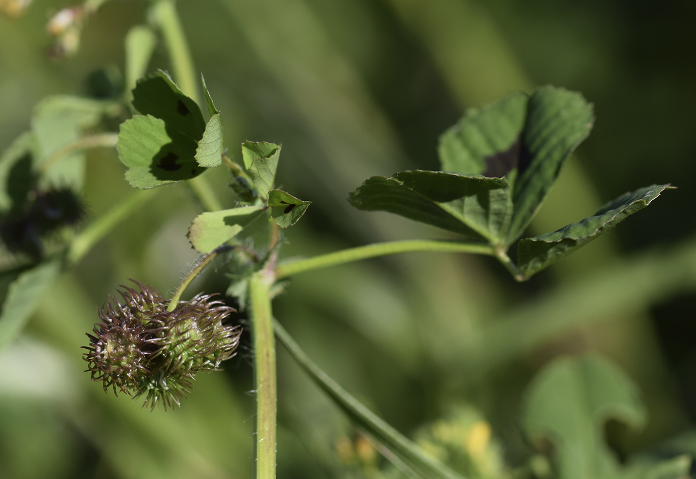 Изображение особи Medicago arabica.