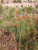 Papaver stevenianum. Цветущие растения. Украина, Николаевская обл., окр. села Трикраты, Арбузинский каньон, разнотравная степь возле старого карьера. 30.05.2021.