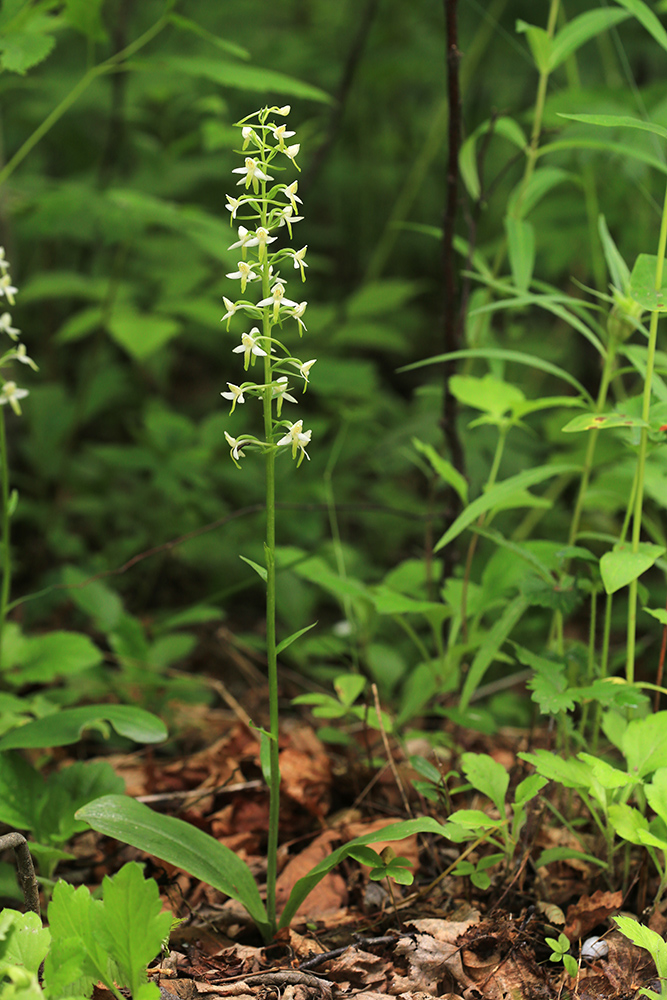 Image of Platanthera metabifolia specimen.