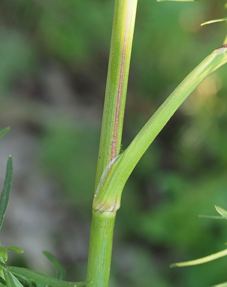 Image of Kadenia dubia specimen.