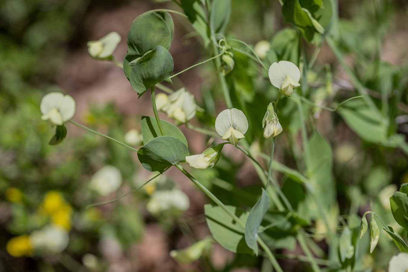 Изображение особи Lathyrus aphaca.