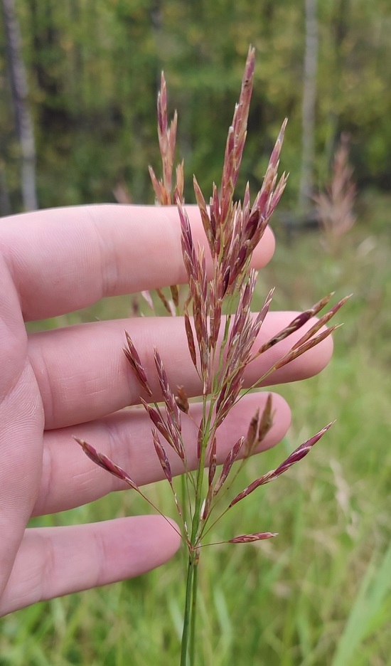 Image of Bromopsis inermis specimen.