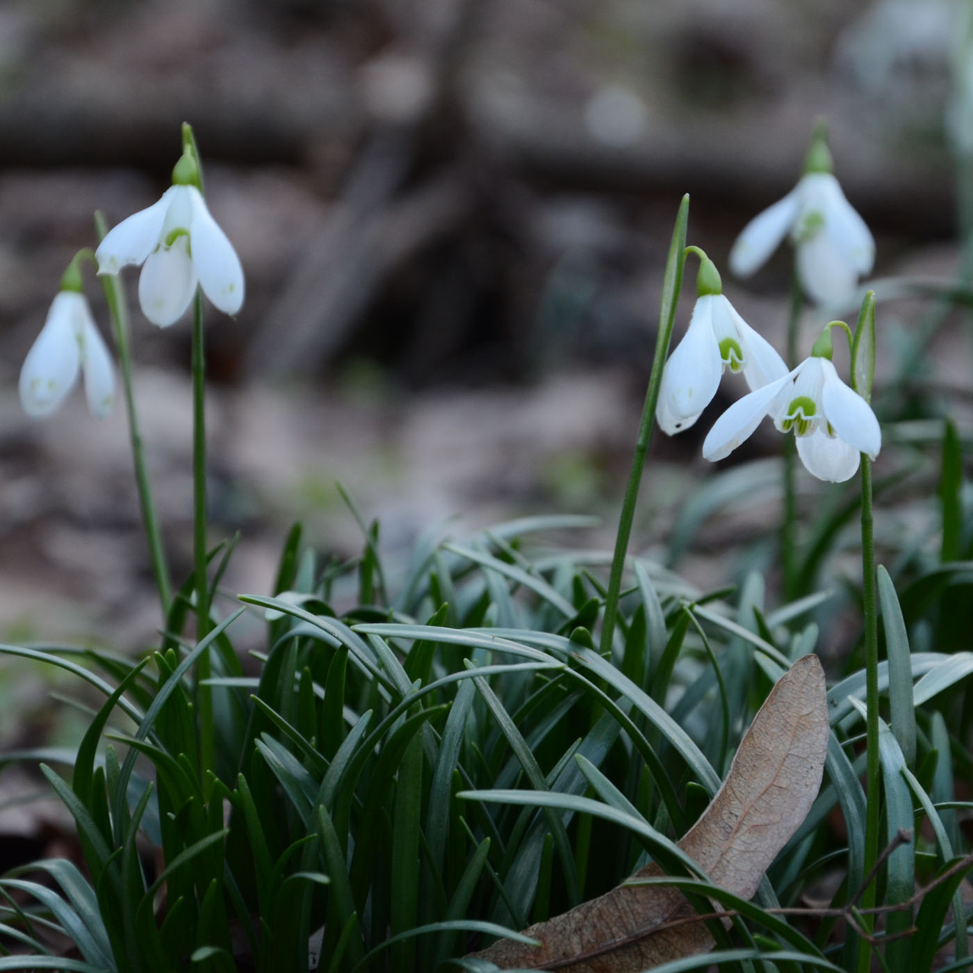 Image of Galanthus rizehensis specimen.