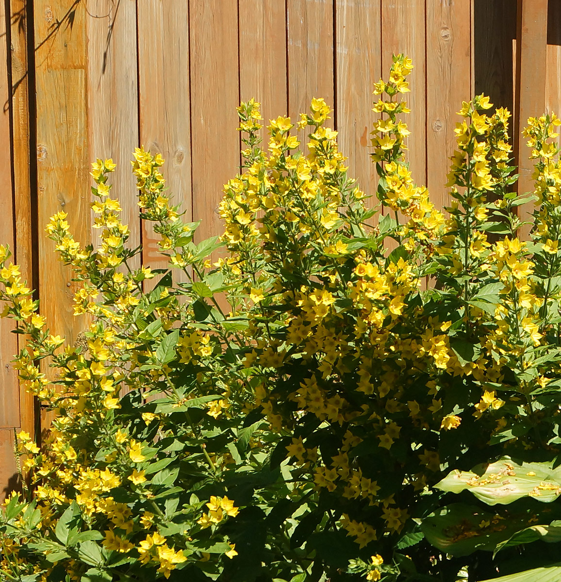 Image of Lysimachia punctata specimen.