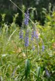 Veronica longifolia. Верхушка цветущего растения. Хабаровский край, р-н им. Полины Осипенко, с. Бриакан, влажный луг. 17.07.2021.