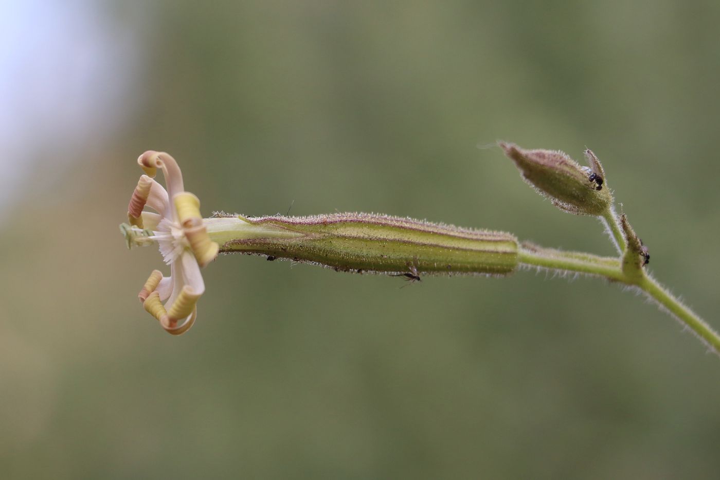 Image of Silene turkestanica specimen.