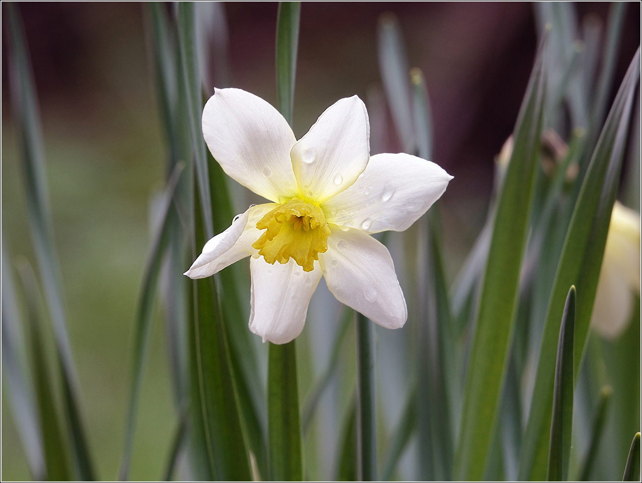 Изображение особи род Narcissus.