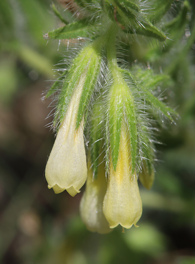 Изображение особи Onosma microcarpa.