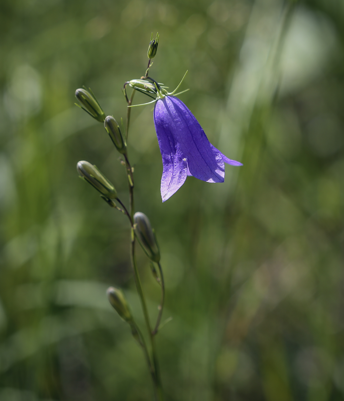 Изображение особи Campanula rotundifolia.