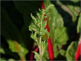 Beta vulgaris ssp. cicla