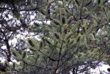 genus Picea. Ветви с микростробилами. Бутан, дзонгхаг Тронгса, национальный парк \"Jigme Singye Wangchuck\". 08.05.2019.