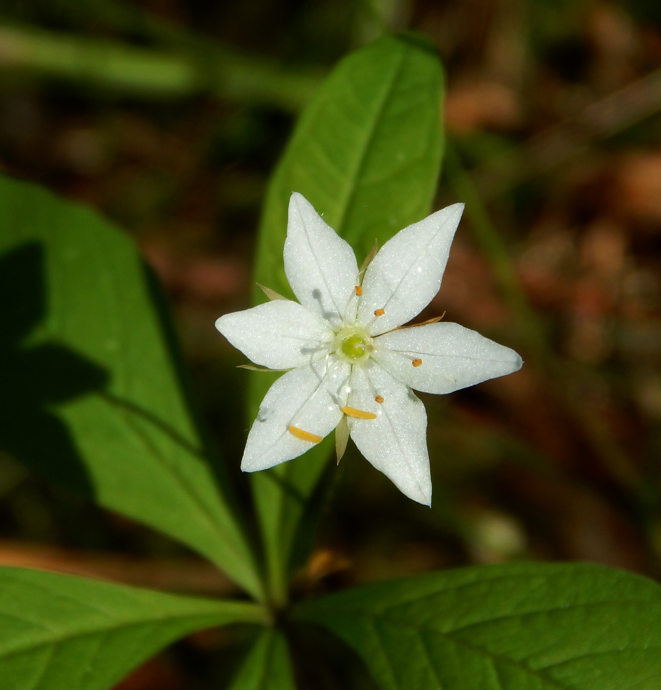 Image of Trientalis europaea specimen.