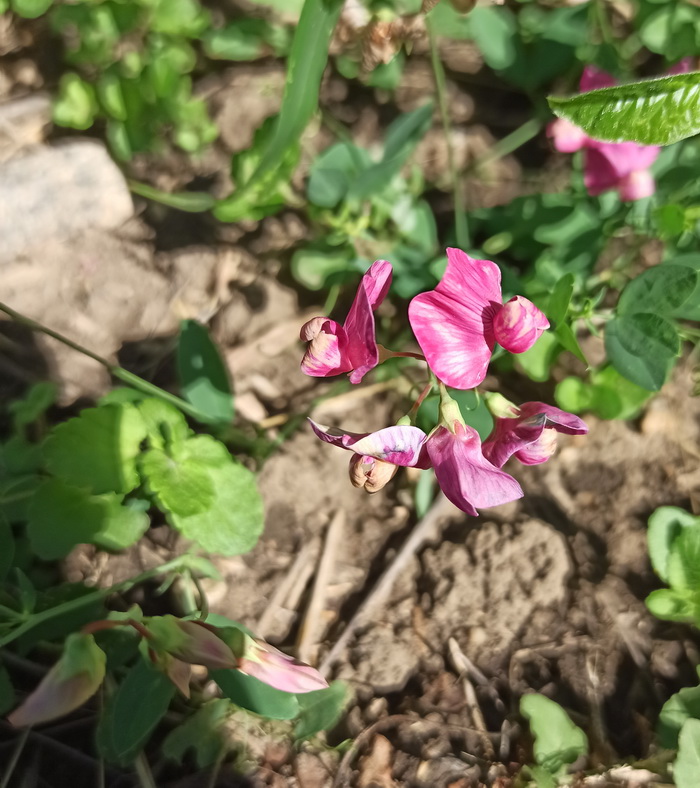 Изображение особи Lathyrus tuberosus.