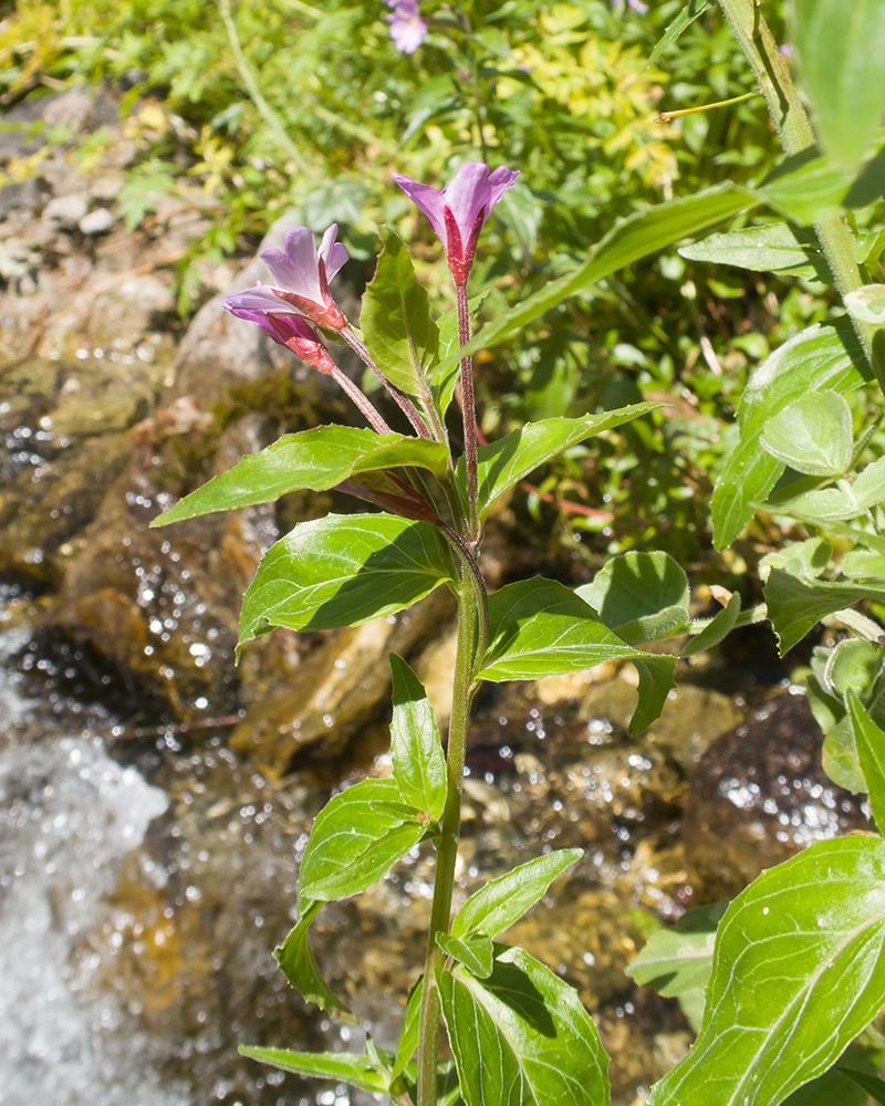 Image of Epilobium anagallidifolium specimen.