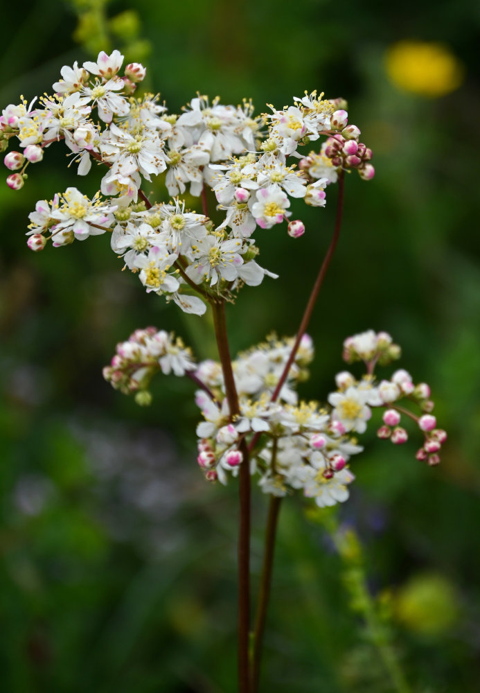 Image of Filipendula vulgaris specimen.