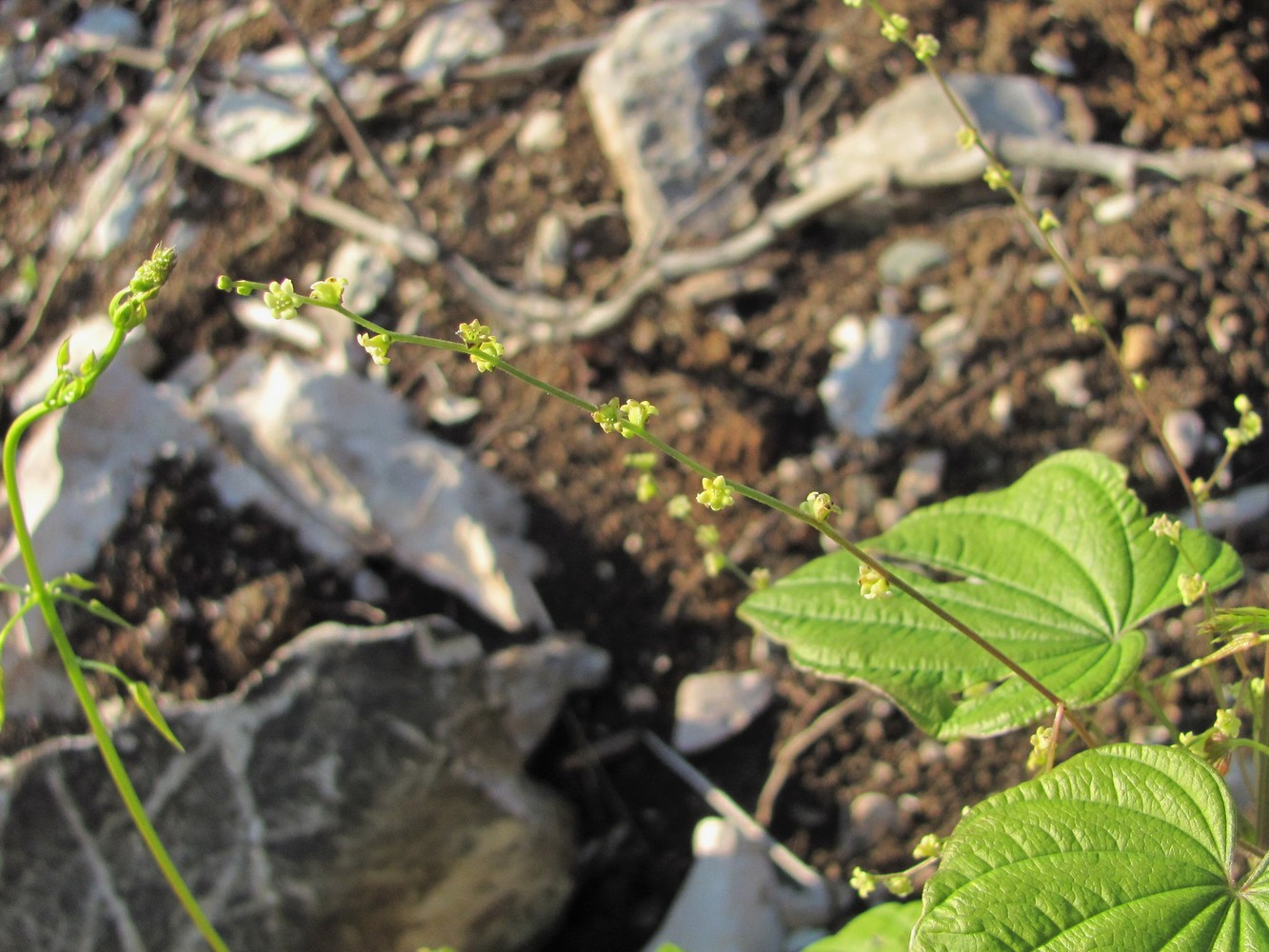 Image of Dioscorea caucasica specimen.