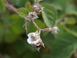 genus Rubus