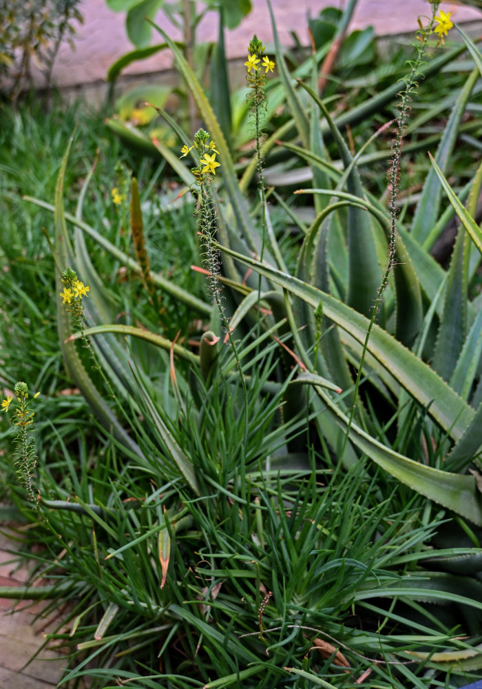 Image of Bulbine frutescens specimen.