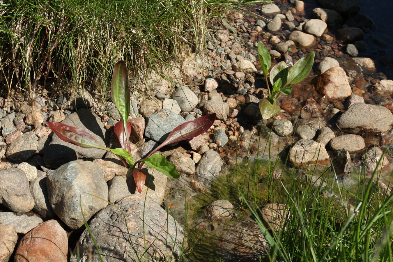 Изображение особи Plantago winteri.