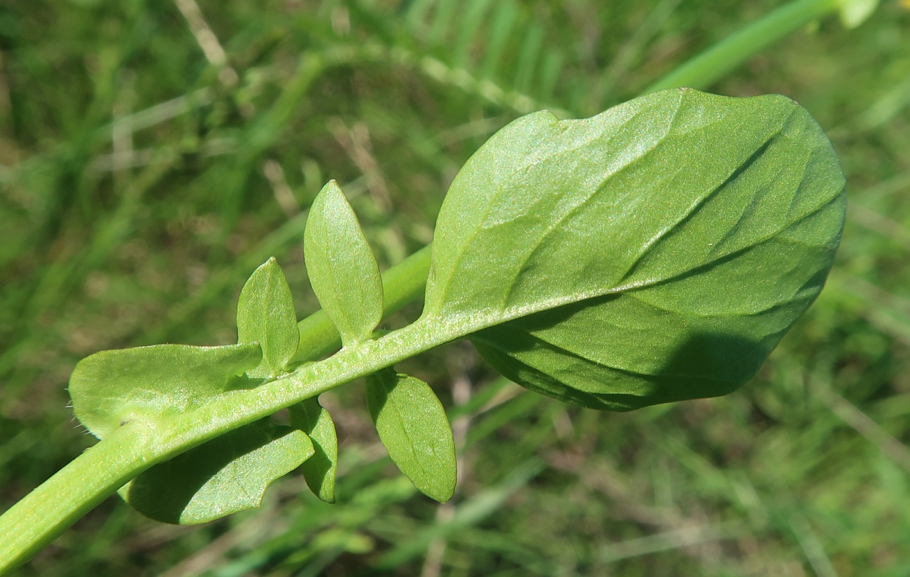 Image of Barbarea arcuata specimen.